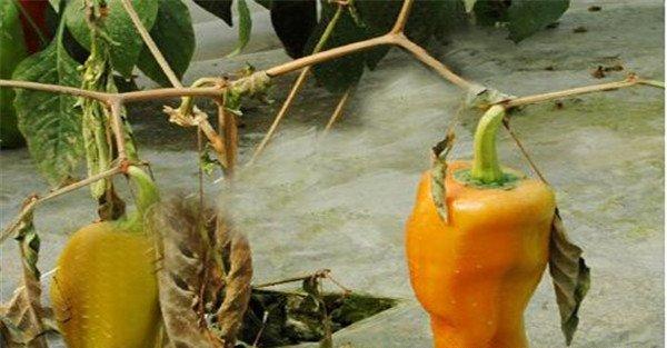 辣椒菌核病的防治方法