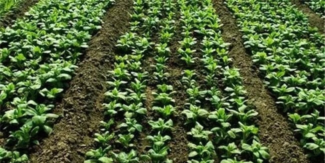冬菠菜种植时间和方法