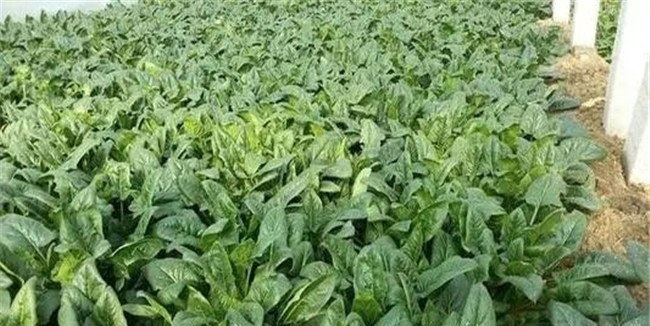 冬菠菜的播种方法
