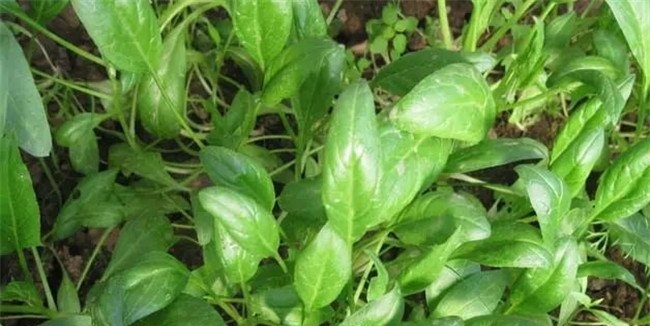 冬菠菜的田间管理