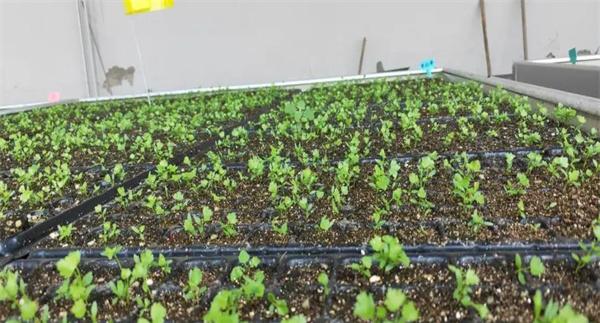 芹菜苗期如何进行水肥管理