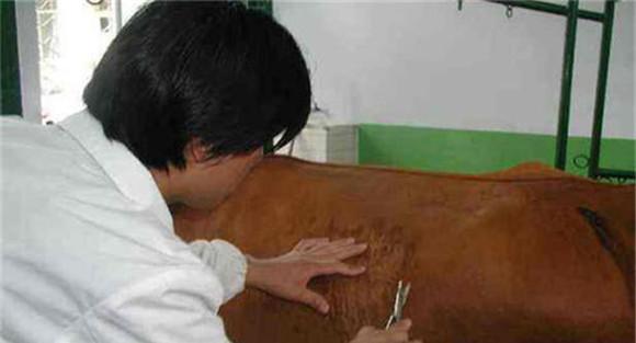 治疗牛瘤胃积食注意事项