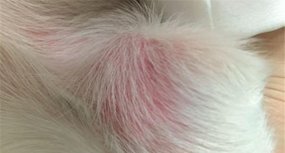 犬皮肤病的治疗