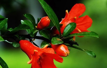 什么是红笕菜 红笕菜怎么种