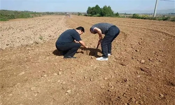 大棚莴笋种植与管理技术要点