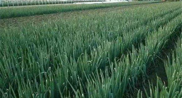 大葱小菌核病有什么预防措施