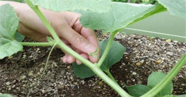 大棚甜瓜植株调整方式