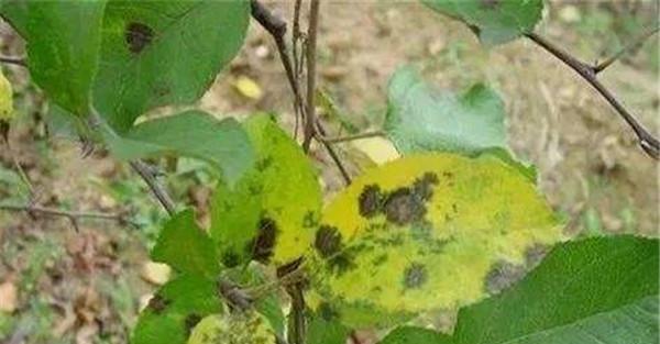 斑点落叶病的化学防治