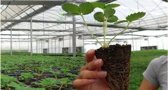 草莓苗的栽植要求