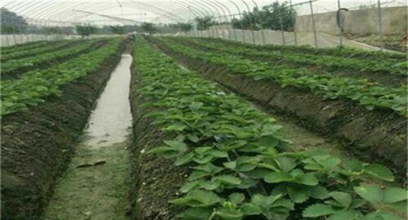草莓的肥水管理
