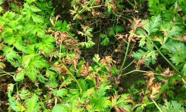 川芎的病虫害防治措施有哪些