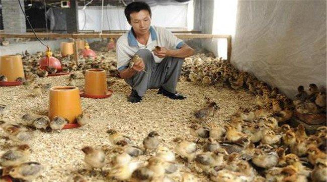 小鸡怎么饲喂长得快