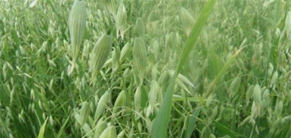 燕麦种植条件简介