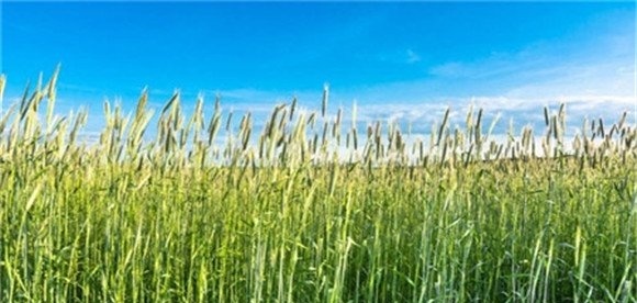 燕麦的种植与管理技术要点