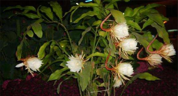 昙花怎么养