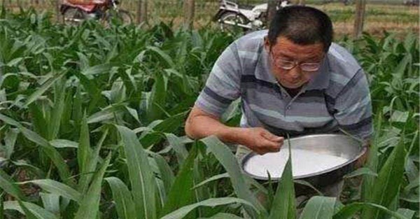 玉米追肥方法