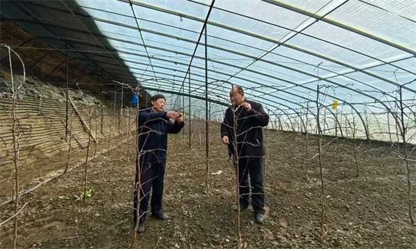 设施栽培枣树整形的一般要求