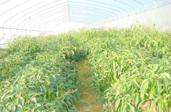 大棚蔬菜种植技术