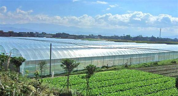 怎样种植大棚菜才能高产:共享六个蔬菜高产妙招