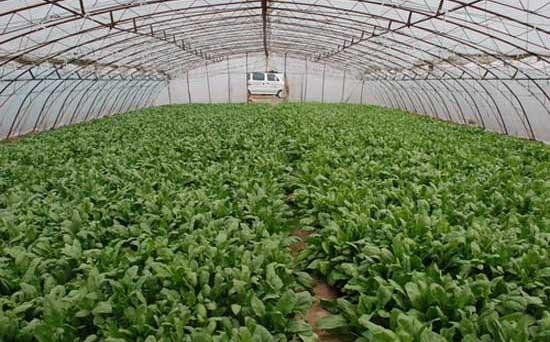 菠菜栽培技术