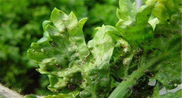 芹菜病毒病的防治方法