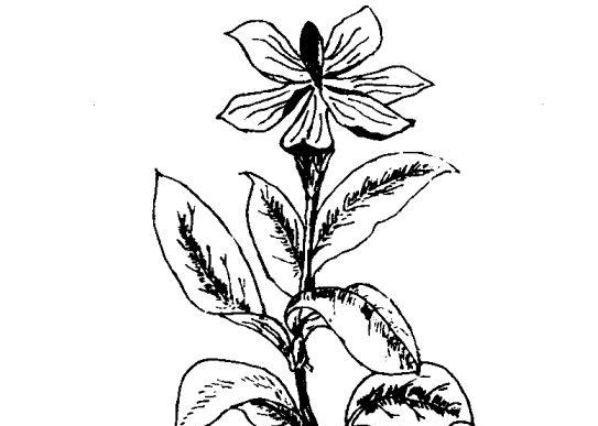 花卉的功效与作用