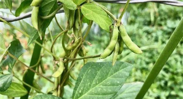 大豆炭阻病的防治措施