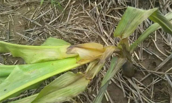 怎样防治玉米茎基腐病