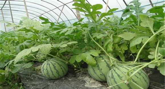 西瓜种植：大棚西瓜种植早熟技术