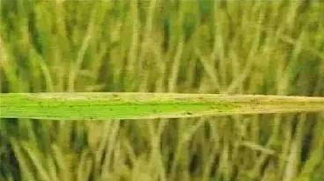 水稻缺素怎么办