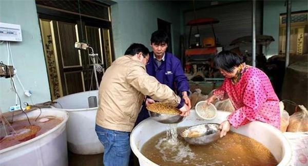 为什么要进行浸种催芽