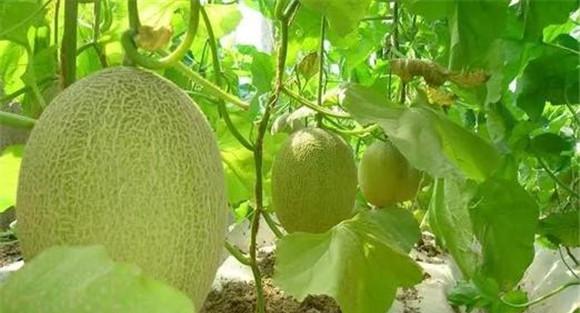 哈密瓜种植有品种选择