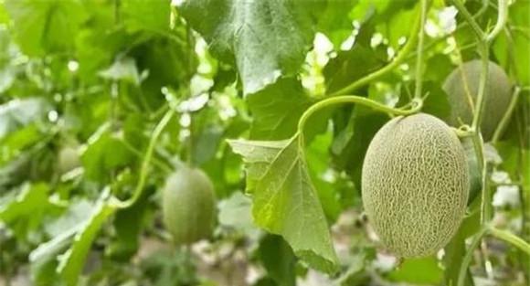 哈密瓜种植的田块选择