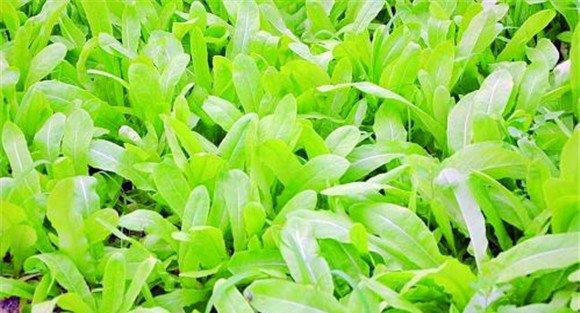 油麦菜的施肥管理