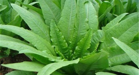 家庭油麦菜的种植方法