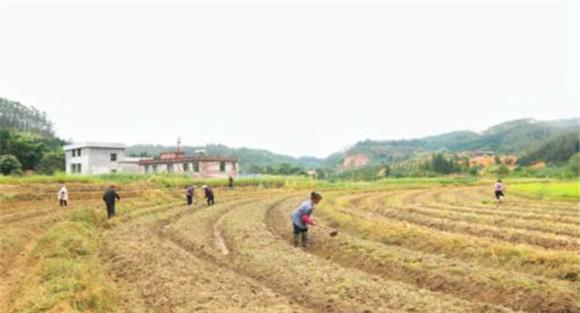 油菜需要什么样的种植条件