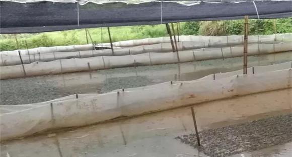 亲蛙池的建造方法