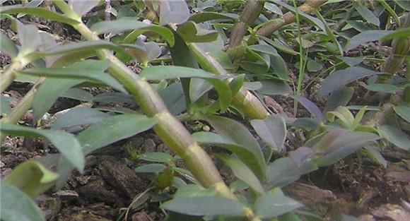 铁皮石斛怎样种植