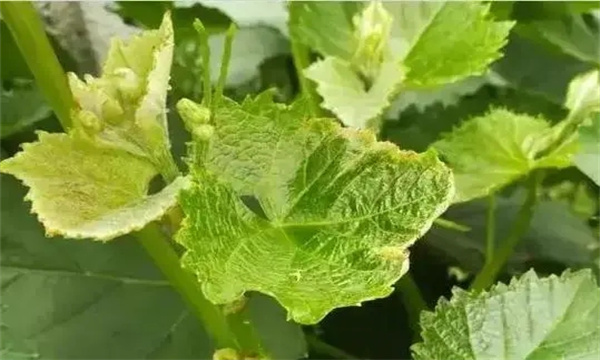 葡萄缺钙的症状表现
