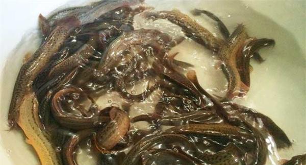 无土养殖泥鳅技术简介