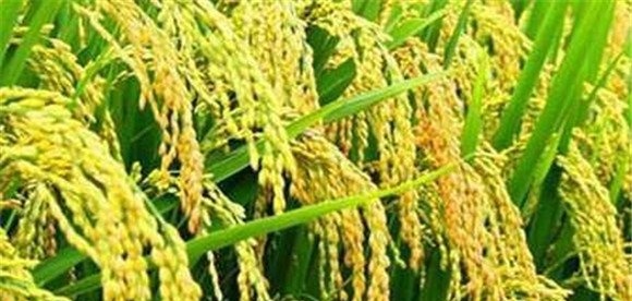 水稻生长后期高产栽培要点