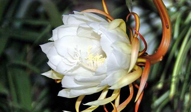 昙花种植方法