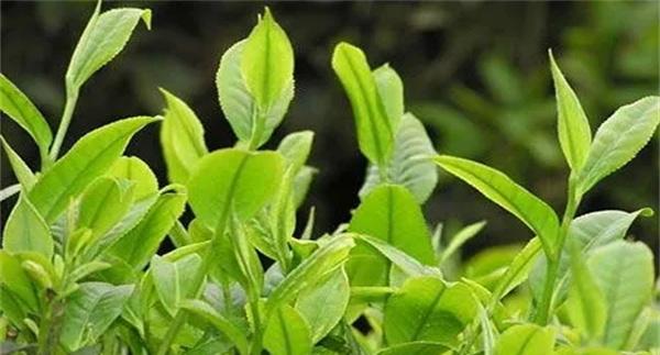 如何对春茶期茶园病虫害进行绿色防控