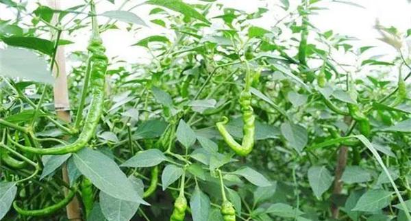 辣椒的施肥量如何掌握