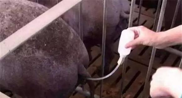 母猪怀孕后总是流出分泌物怎么办