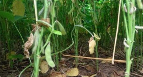大豆花荚脱落的原因是什么
