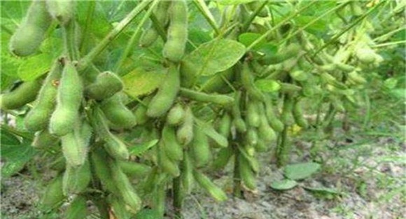 大豆花荚脱落如何预防