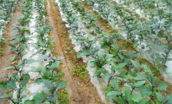 茄子夏季施肥量不宜过大