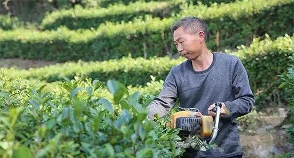 什么是定型修剪