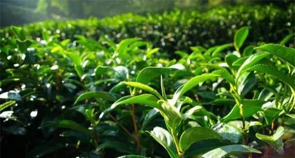 优质高产型茶树树冠的外在表现